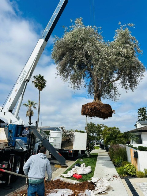 Large tree installation by Ruiz Landscape