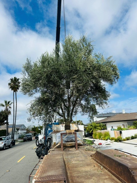 Large tree installation project
